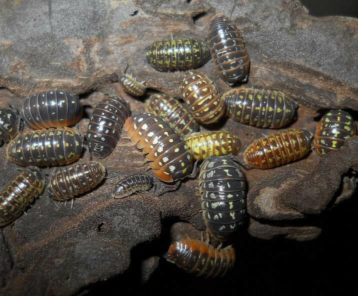 Armadillidum Isopods - Stargazer Exotics - Reptile Store - Canada