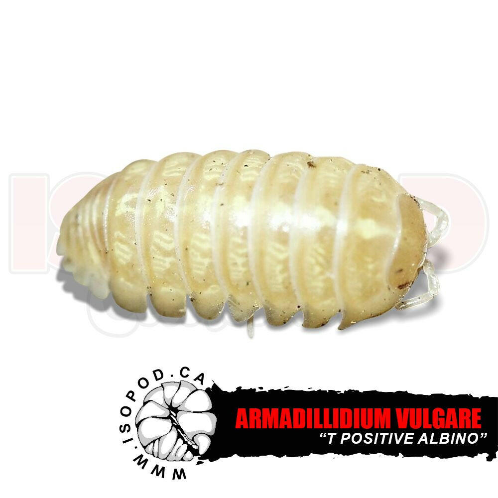 Albino Roly Poly(Armadillidium vulgare) Isopods in Canada – Stargazer ...