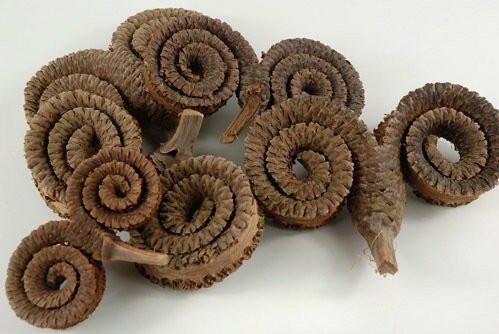 Rams Horn Stem