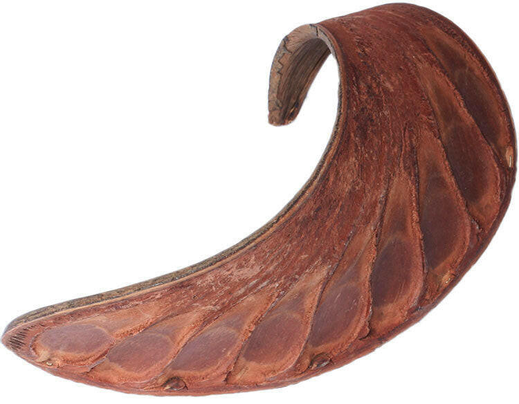 Rabbits Ear | Stargazer Exotics