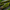 Mossy hardwood branches for bioactive terrarium decor and natural reptile enclosures