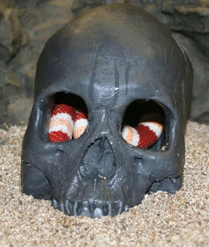 Reptile Hide- Skull Cave (3 colours) Colour Black