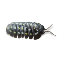 Corfu or Triangle Isopods - Armadillidium frontetriangulum ''Corfu'' - Canada