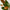Bioactive terrarium Southern Magnolia branch display, reptile enclosure leaf clutter, natural forest floor décor, vivarium canopy botanicals, tropical enclosure accessories, planted terrarium enhancement, microhabitat creation materials, reptile hiding cover, rainforest enclosure styling, naturalistic reptile habitat décor