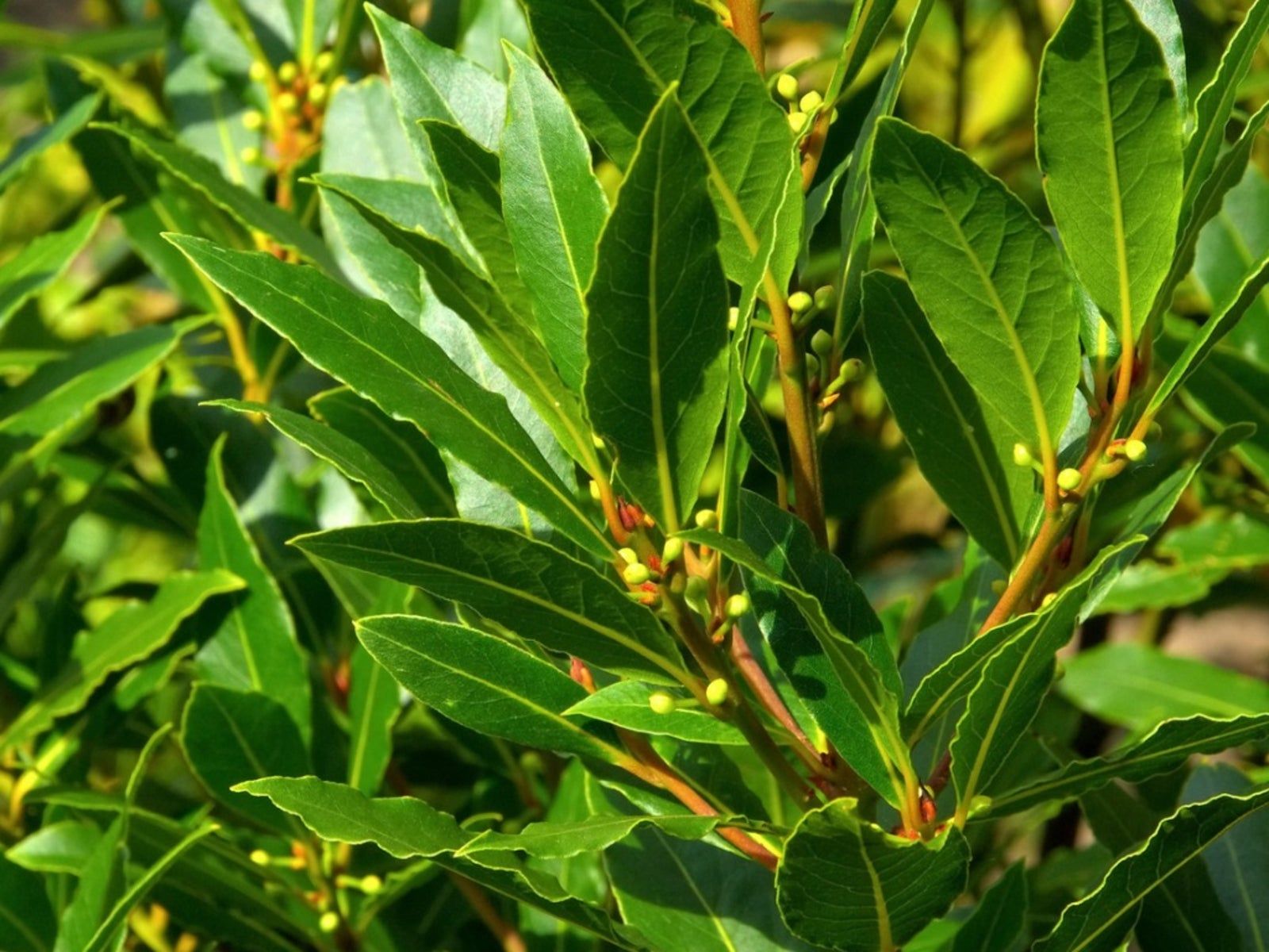 Bay Seeds (Laurus nobilis) Seed Pack | Rare Seeds Online – Stargazer ...