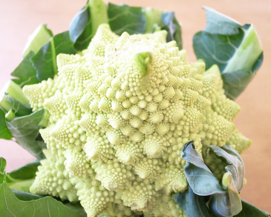 White Romanesco Seeds (Brassica oleracea) | Rare Seeds – Stargazer Exotics