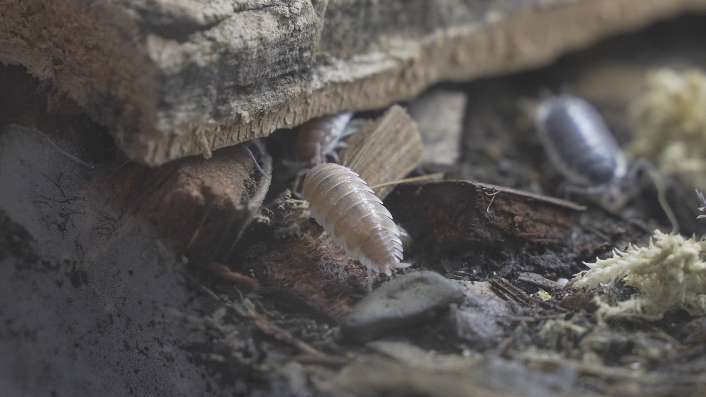 Isopod Canada - Canada's Largest Collection - Shipping Nationwide ...