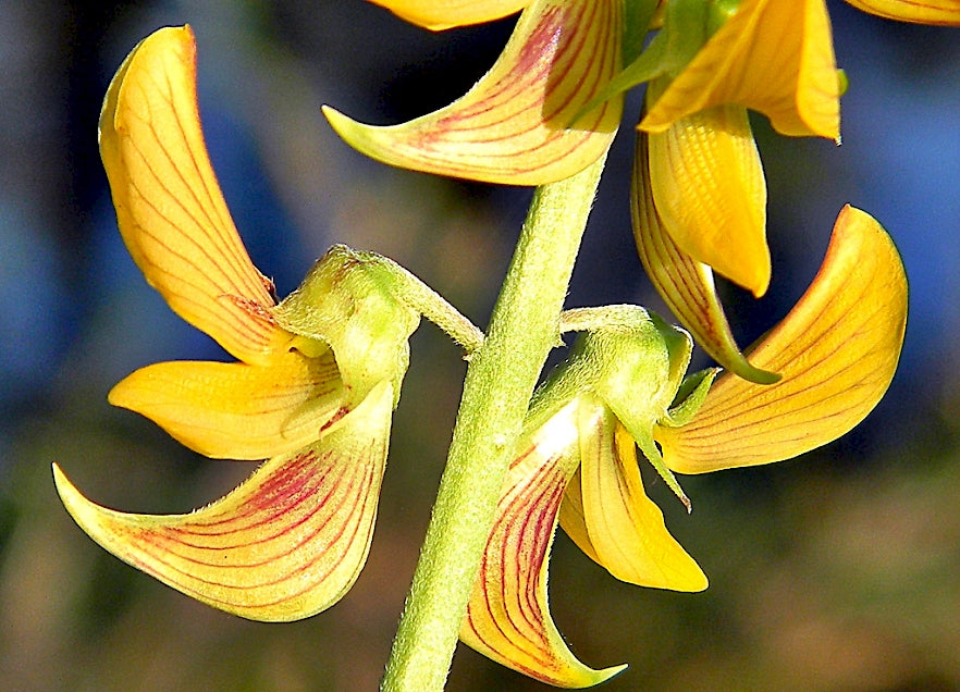 Streaked Rattle Pod Streaked Rattlepod Seeds (Crotalaria pallida) | Rare Seeds – Stargazer ...